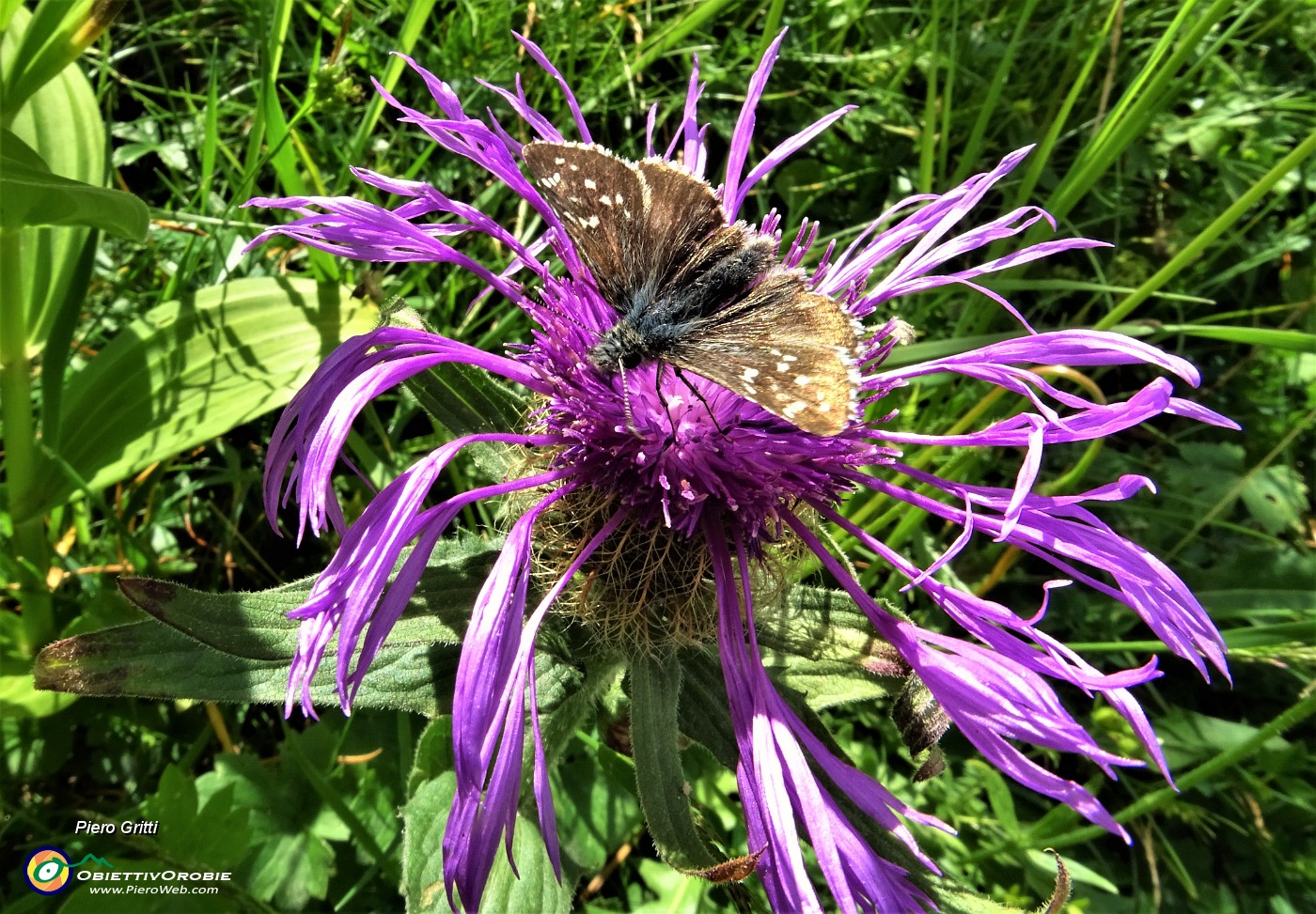 82 Fiordaliso alpino (Centaurea nervosa) con ospite.JPG